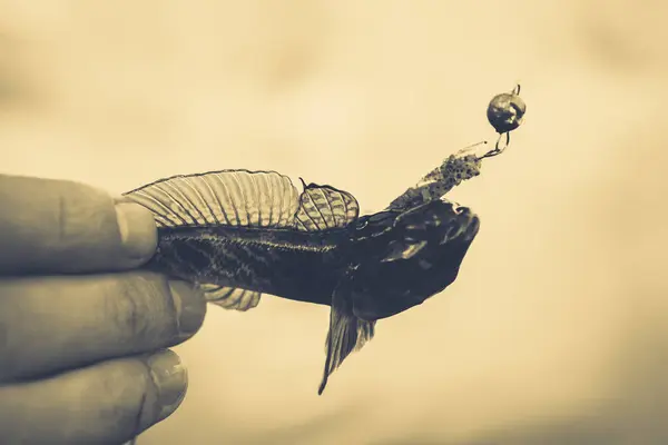 釣り。漁師と魚 — ストック写真