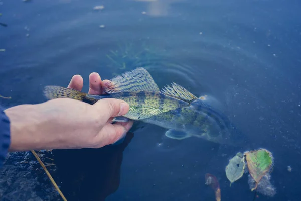 Pesca. Pescatore e pesce — Foto Stock