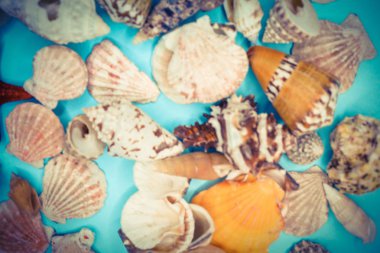 çeşitli şekillerde deniz kabukları arka plan