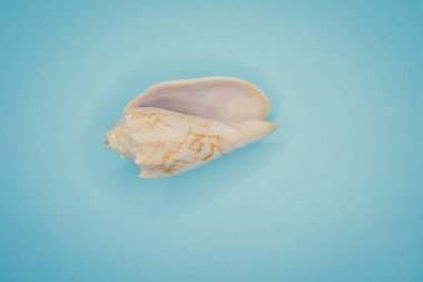 Mavi arka planda deniz kabukları