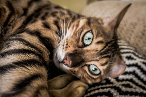 Gato Bonito Bengala — Fotografia de Stock