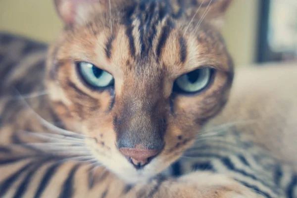 Gato Bonito Bengala — Fotografia de Stock