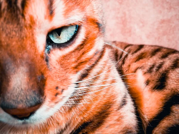 Beautiful Bengali cat with big eyes — Stock Photo, Image