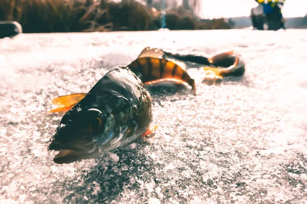 Pesca Inverno Partir Gelo — Fotografia de Stock