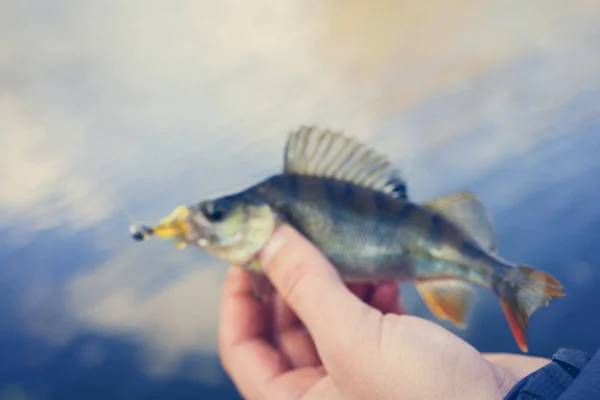 Fiske. Fiskare och fisk — Stockfoto