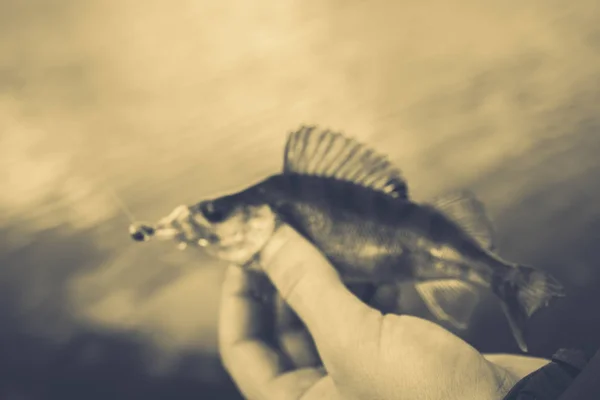 Pêche. Pêcheur et poisson — Photo