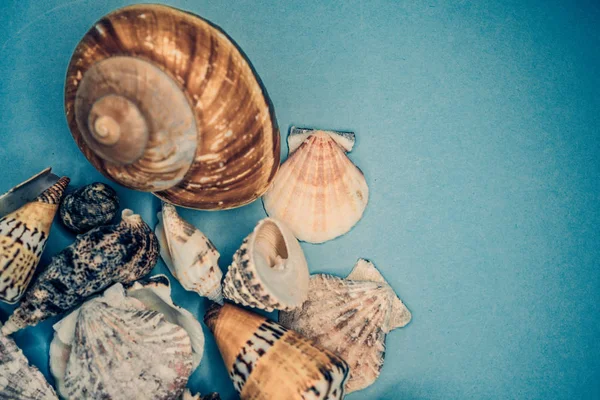 Fundo de conchas do mar em um fundo azul — Fotografia de Stock