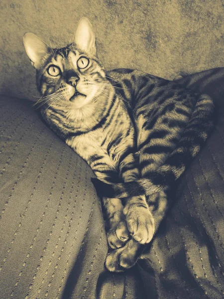 Beautiful Bengali cat with big eyes — Stock Photo, Image