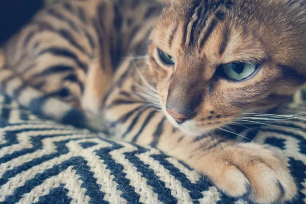 Cute Cat Bengal — Stock Photo, Image