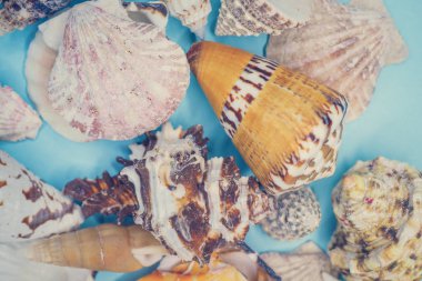 Mavi arka planda deniz kabukları