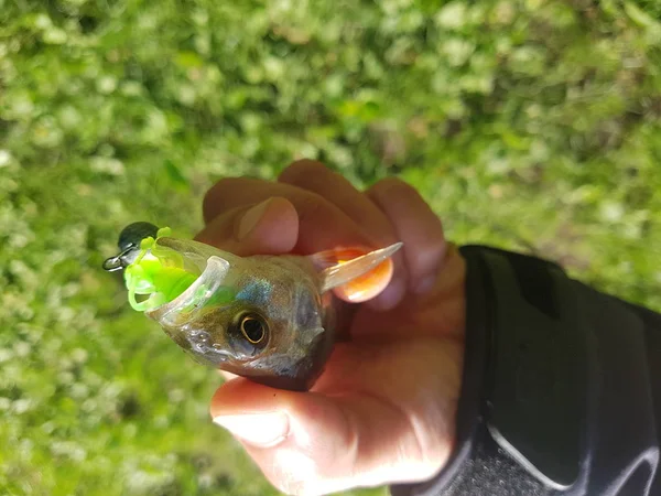 Zander Pesca Río —  Fotos de Stock