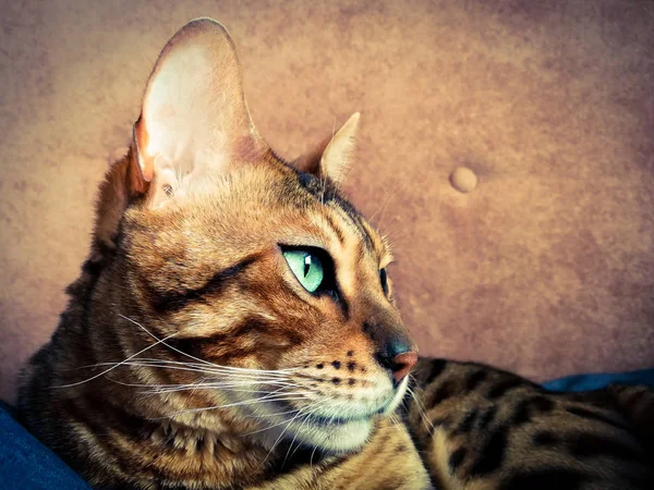 Işık yeşil gözlü büyük Bengal kedi — Stok fotoğraf