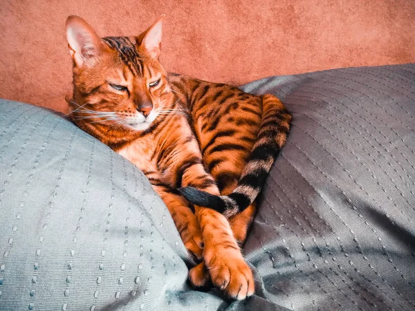 Belo gato bengali com olhos grandes — Fotografia de Stock