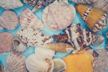 Mavi arka planda deniz kabukları