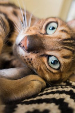 Bengal'in sevimli kedisi