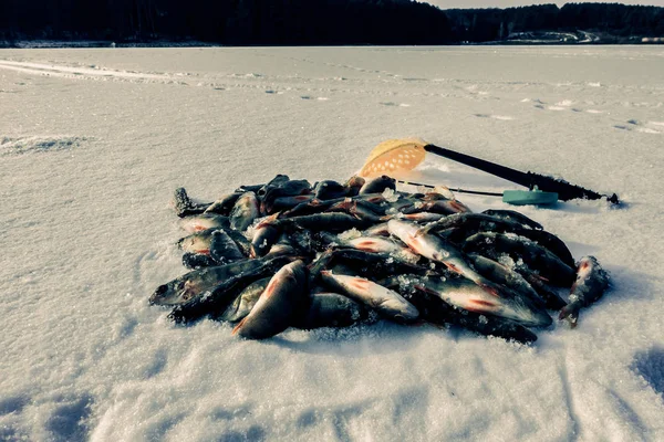 Hobby Pesca Gelo Inverno — Fotografia de Stock