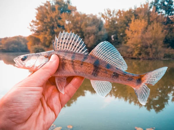 Fisk gös i händerna på en marulk — Stockfoto