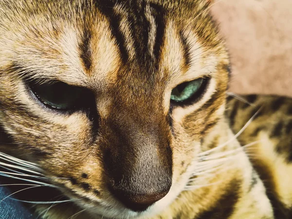 Beau chat bengali avec de grands yeux — Photo