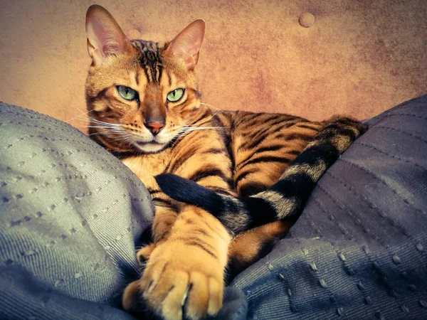 Beautiful Bengali cat with big eyes — Stock Photo, Image