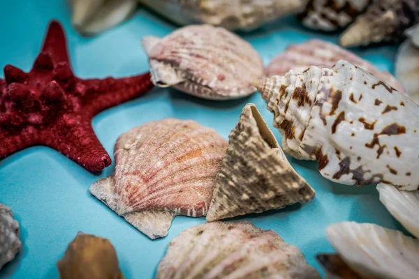 Conchas marinas sobre un fondo azul —  Fotos de Stock