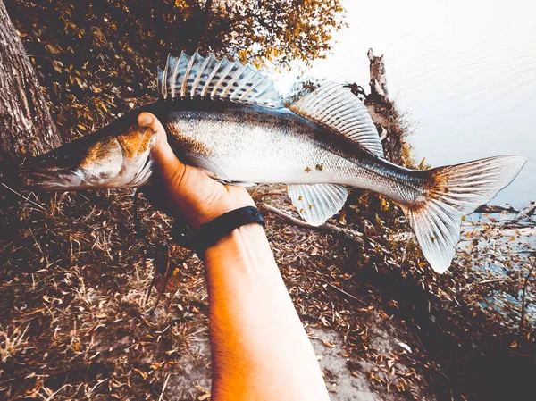 Ο ψαράς κρατώντας ένα ψάρι — Φωτογραφία Αρχείου