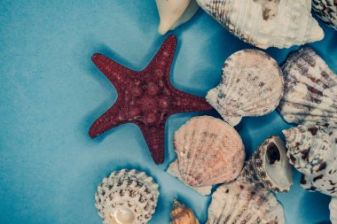 Mavi arka planda deniz kabukları