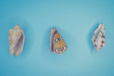 Mavi arka planda deniz kabukları