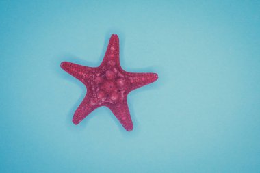 Mavi arka planda deniz kabukları