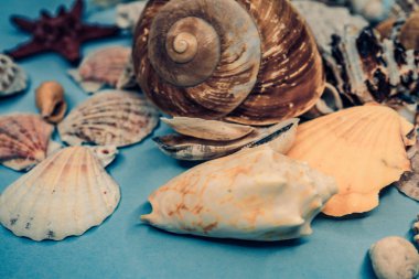 Arka plan mavi bir arka plan üzerinde deniz kabukları