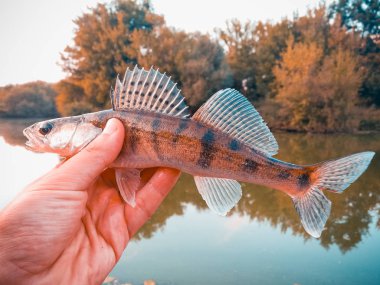 Balık pike-levrek bir fener elinde