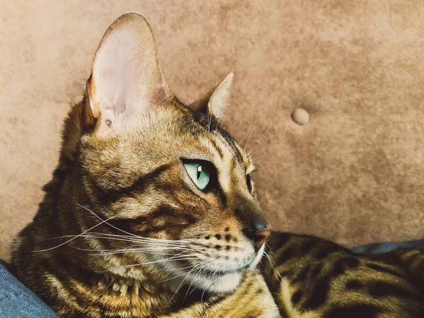 Big Bengal cat with light green eyes — стоковое фото