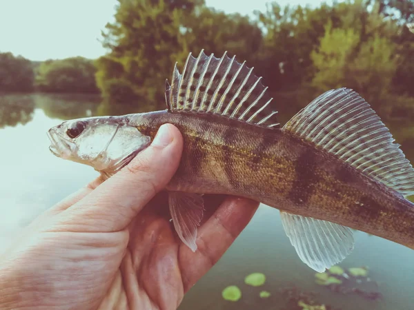 Рыба-окунь в руках рыбака — стоковое фото