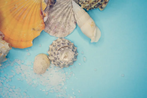 Fondo de conchas marinas sobre fondo azul —  Fotos de Stock