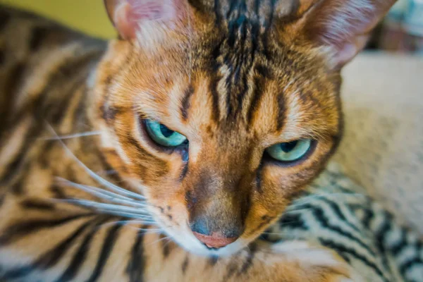 Carino Gatto Del Bengala — Foto Stock