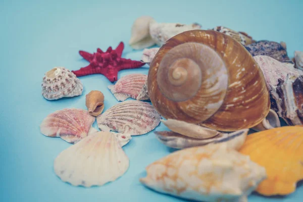 Background of sea shells on a blue background — Stock Photo, Image