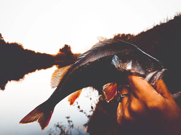 De visser houdt een vis — Stockfoto