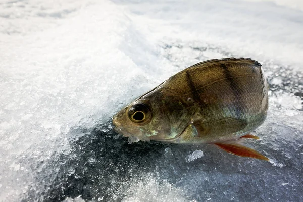 Pesca Inverno Partir Gelo — Fotografia de Stock