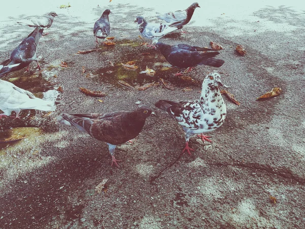 Colombes dans le parc — Photo