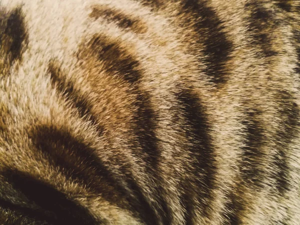 Hår av en Bengal katt — Stockfoto