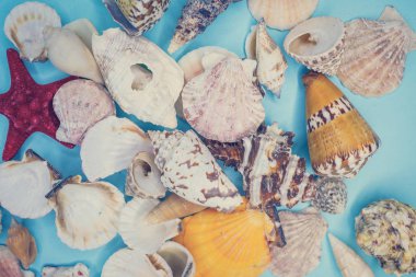 çeşitli şekillerde deniz kabukları arka plan
