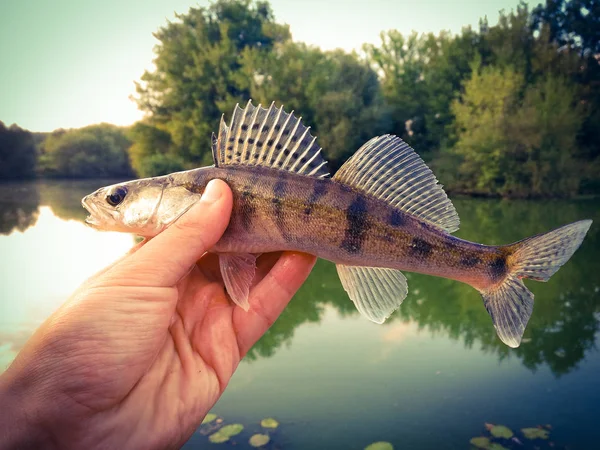 Fisk gös i händerna på en marulk — Stockfoto