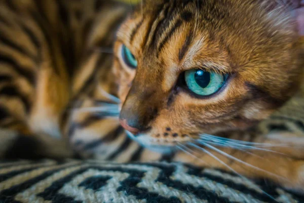 Gato Bonito Bengala — Fotografia de Stock