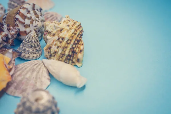 Conchas marinas sobre un fondo azul —  Fotos de Stock