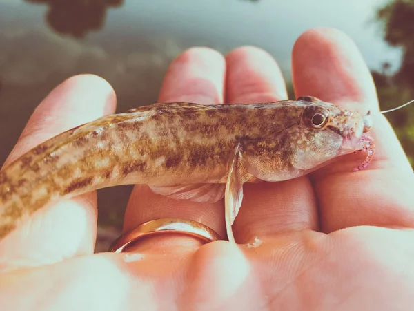 Pescado capturado en una mano en un lago — Foto de Stock