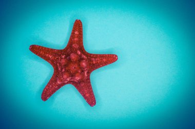 Mavi arka planda deniz kabukları