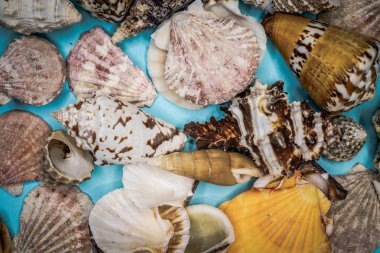 Mavi arka planda deniz kabukları