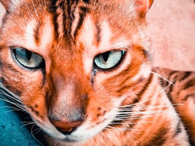 iri gözlü güzel Bengalli kedi