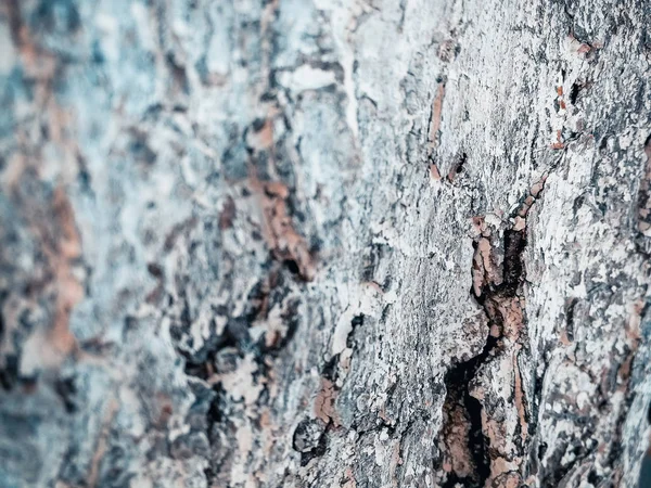 Tree Bark Texture Background — Stock Photo, Image