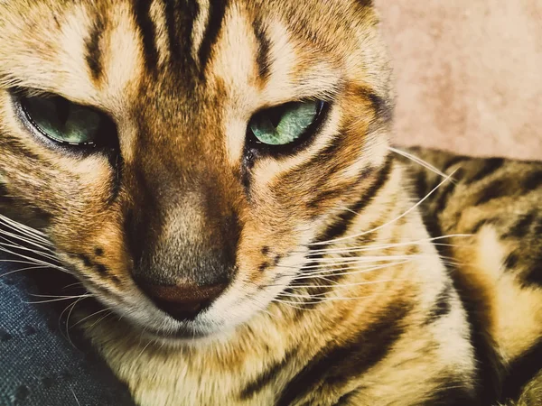 Hermoso gato bengalí con grandes ojos —  Fotos de Stock