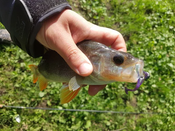 Zander Fishing River — Stock Photo, Image